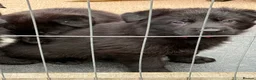German Shepherd dogs for sale: German Shepard Pups - Ready to leave now! in Goole - Advert 16