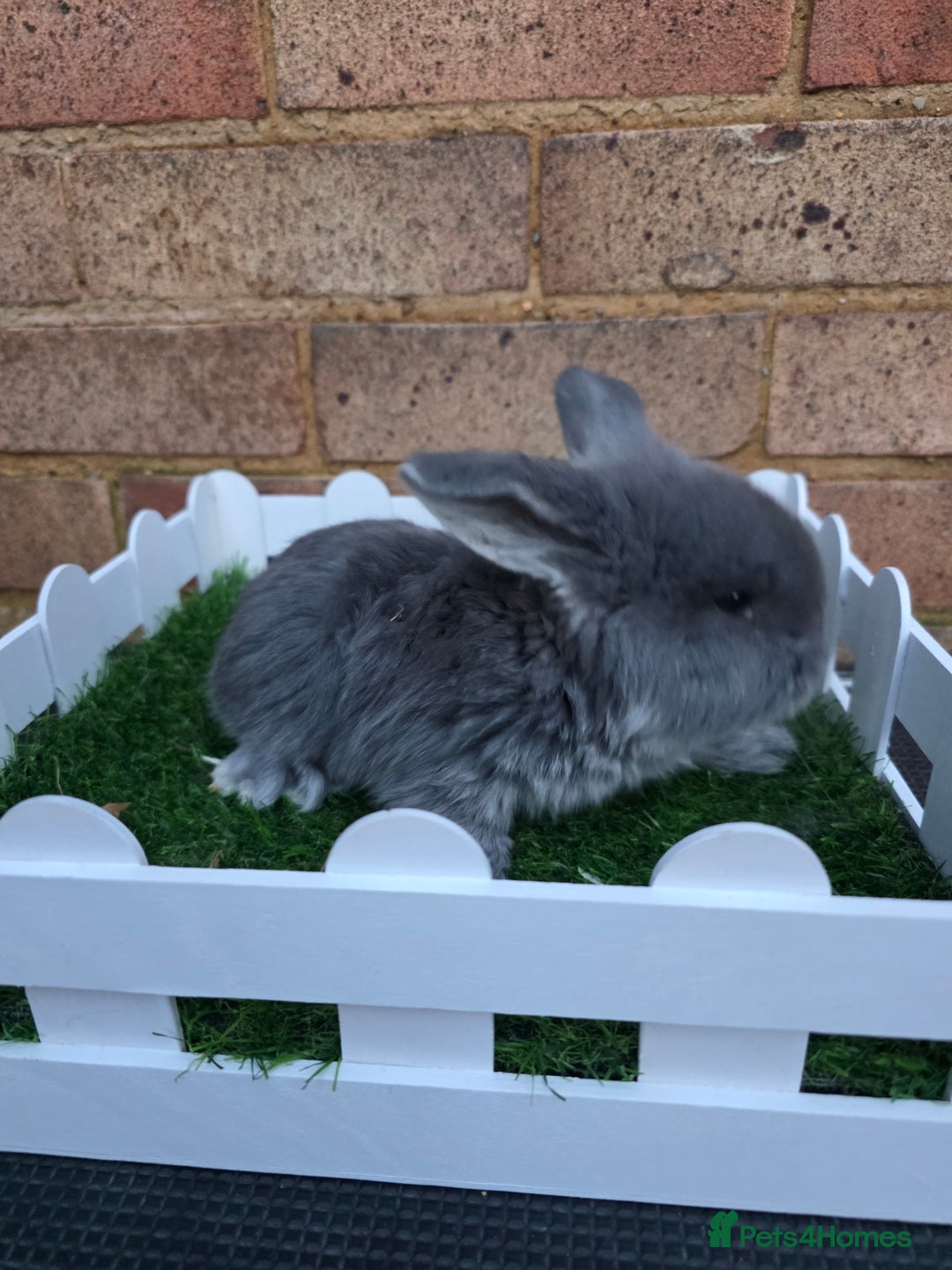 French Lop rabbits for sale: Pure bred French lops - Advert 15