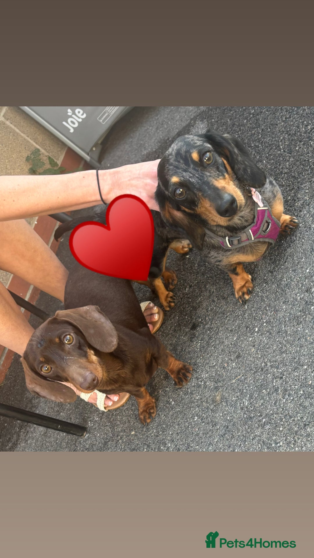 Miniature Dachshund dogs for stud:  miniature dachshund for stud  in Salisbury - Advert 4