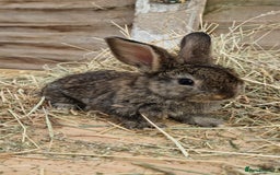 Mixed Breed rabbits for sale: Beautiful bouncy buns x  - Image 3