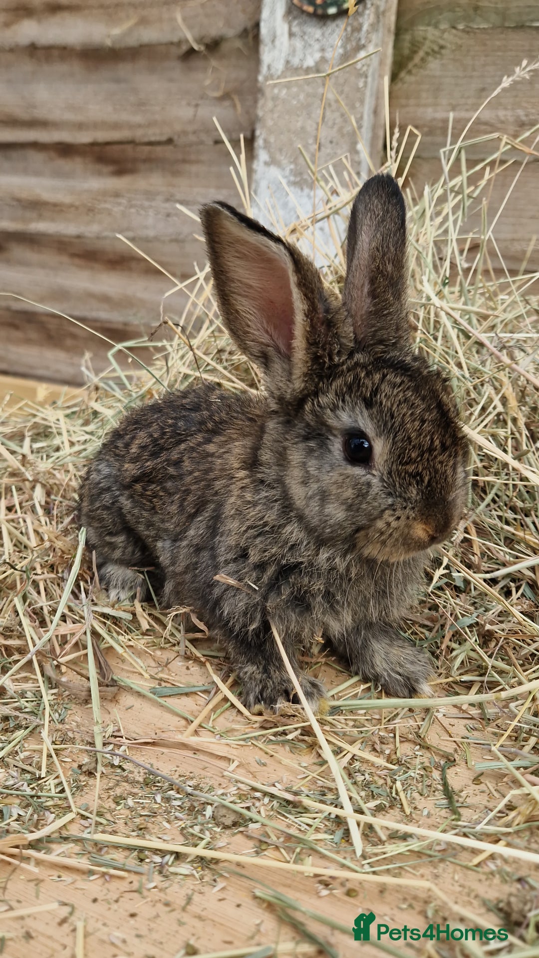 Mixed Breed rabbits for sale: Beautiful bouncy buns x  - Image 3