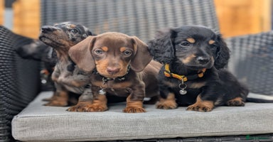 Miniature Dachshund dogs - Advert 4