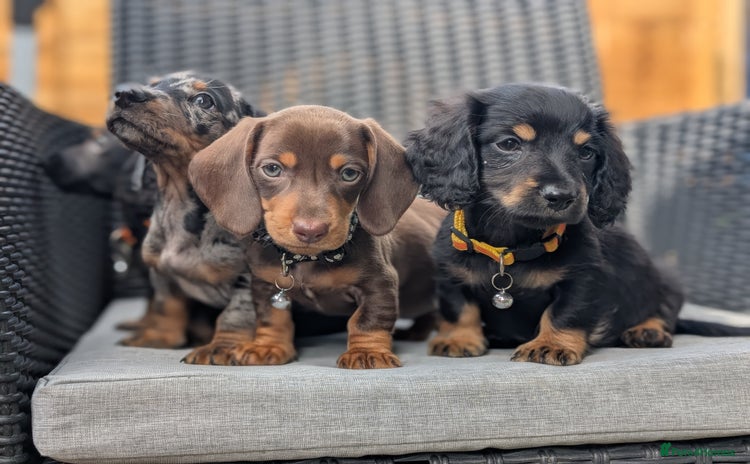 Miniature Dachshund dogs - Advert 3