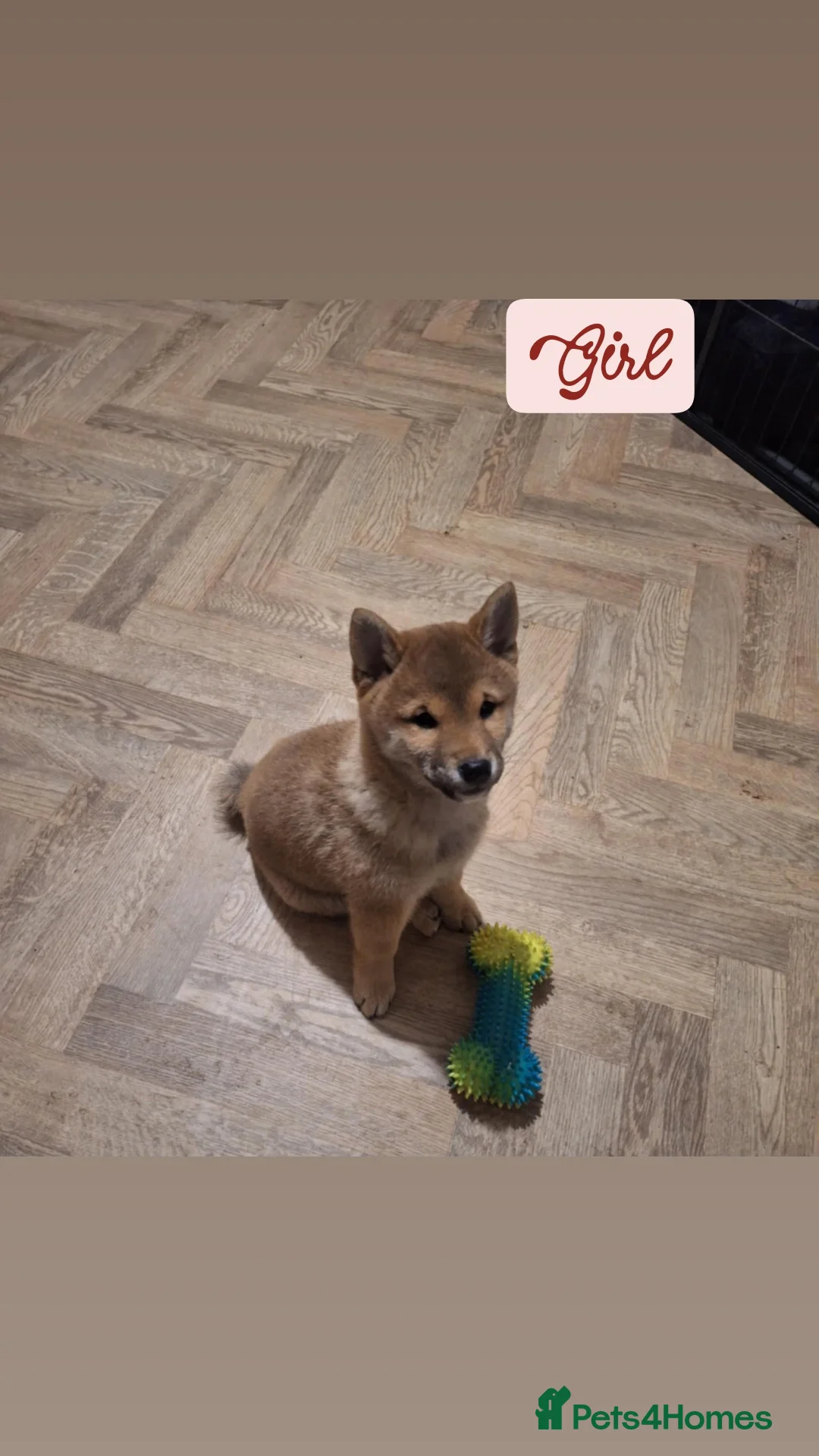 Japanese Shiba Inu dogs for sale: Shiba Inu – 5 Puppies  - Advert 2