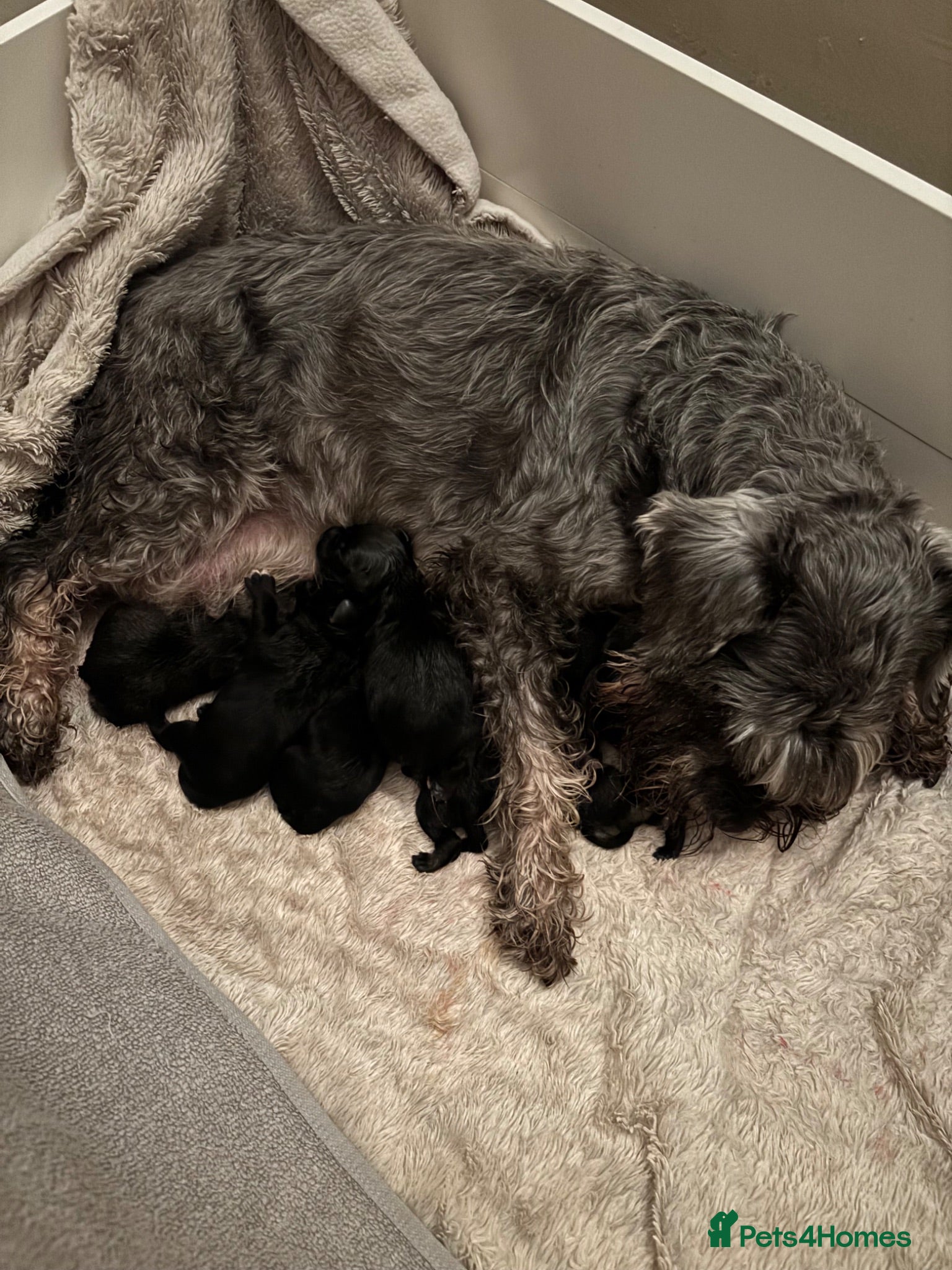 Miniature Schnauzer dogs Miniature schnauzer  - Advert 7
