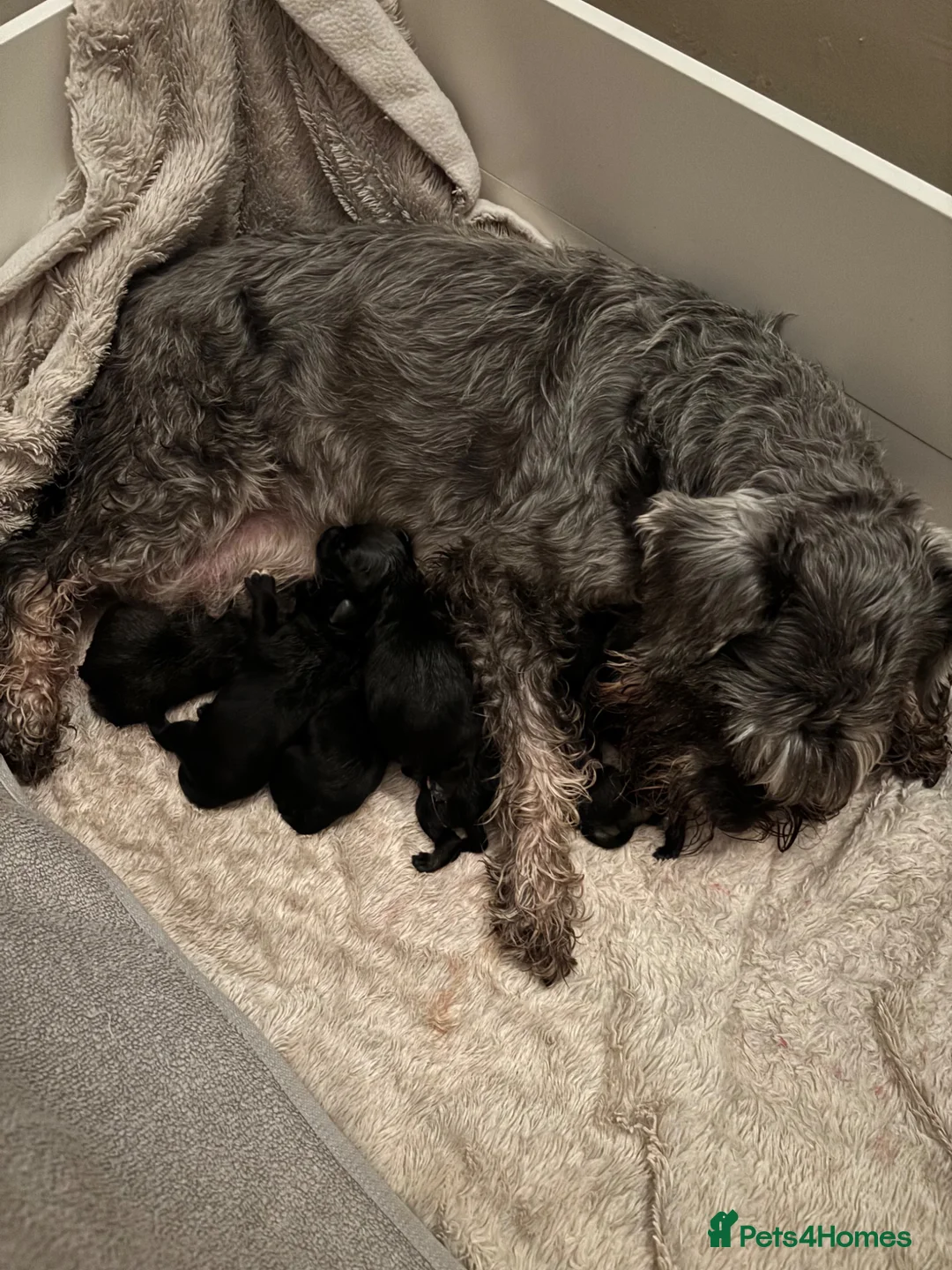 Miniature Schnauzer dogs for sale: Miniature schnauzer  - Advert 1
