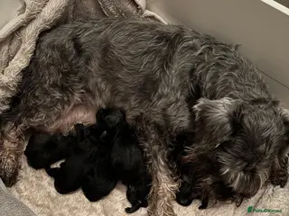 Miniature Schnauzer dogs Miniature schnauzer - Advert 7