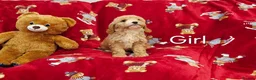 Cockapoo dogs for sale: ⚜️Pure Quality Cockapoos ⚜️ - Advert 23