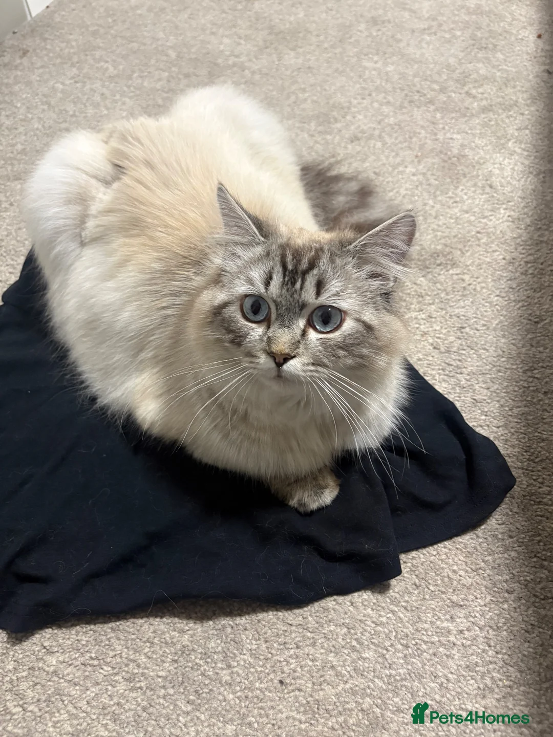 Ragdoll cats for sale: Adult male ragdoll x persian - Advert 2