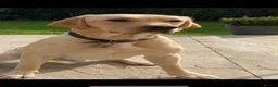 Labrador Retriever dogs for sale: Fantastic Royal Kennel Club Puppies  - Advert 11