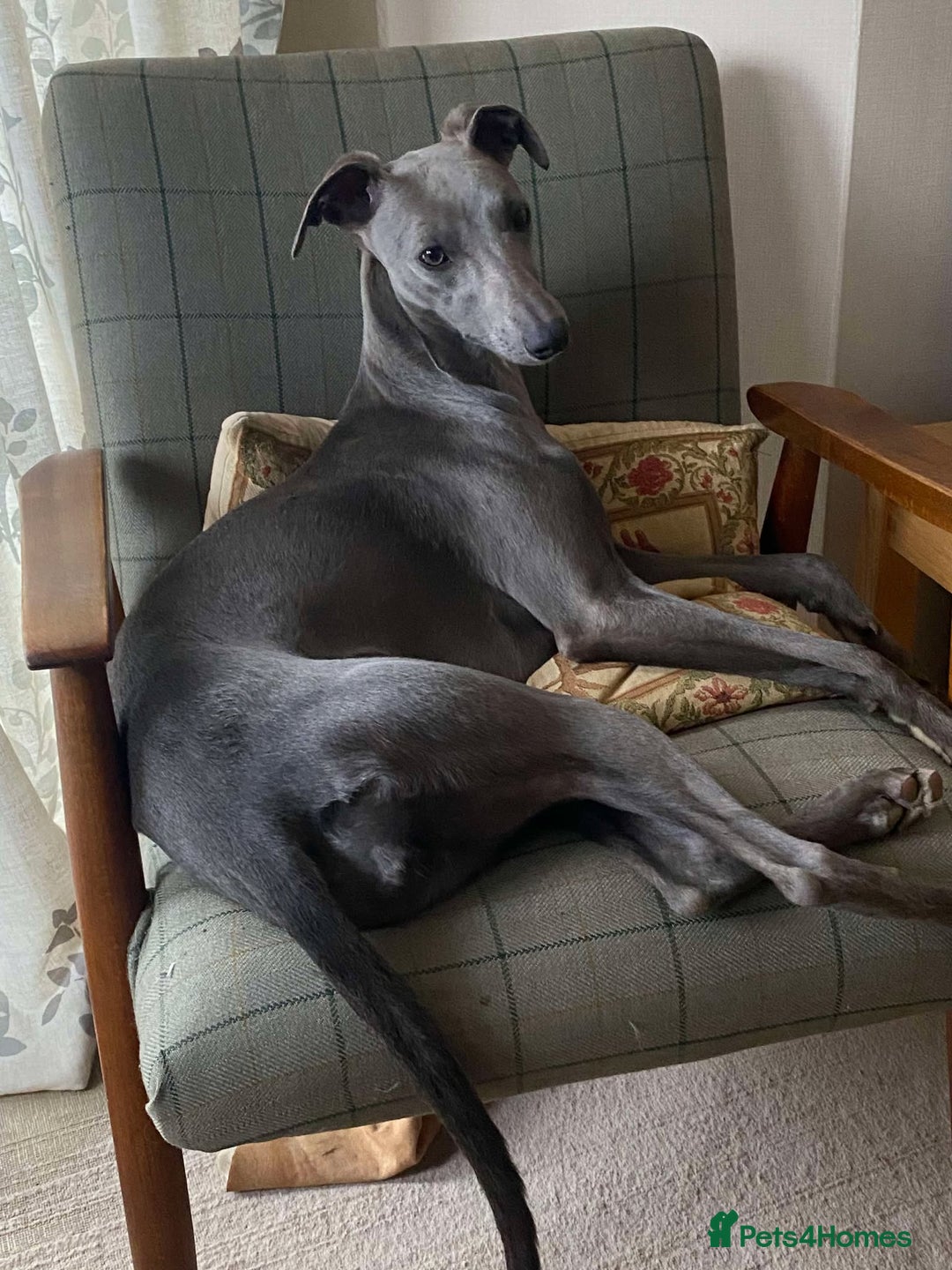 Whippet dogs for sale: 4 beautiful whippet puppies - Advert 19