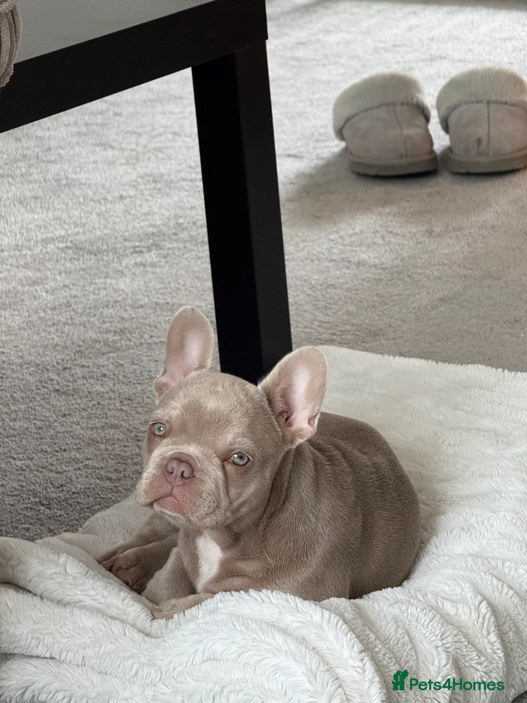 French Bulldog dogs for sale: KC registered French bulldog puppy - Advert 4