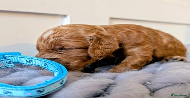 Cockapoo dogs Stunning F1 Show Toy Red Cockapoo puppies DNA ✔️ - Advert 15