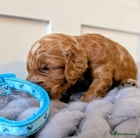 Cockapoo dogs Stunning F1 Show Toy Red Cockapoo puppies DNA ✔️ - Advert 2