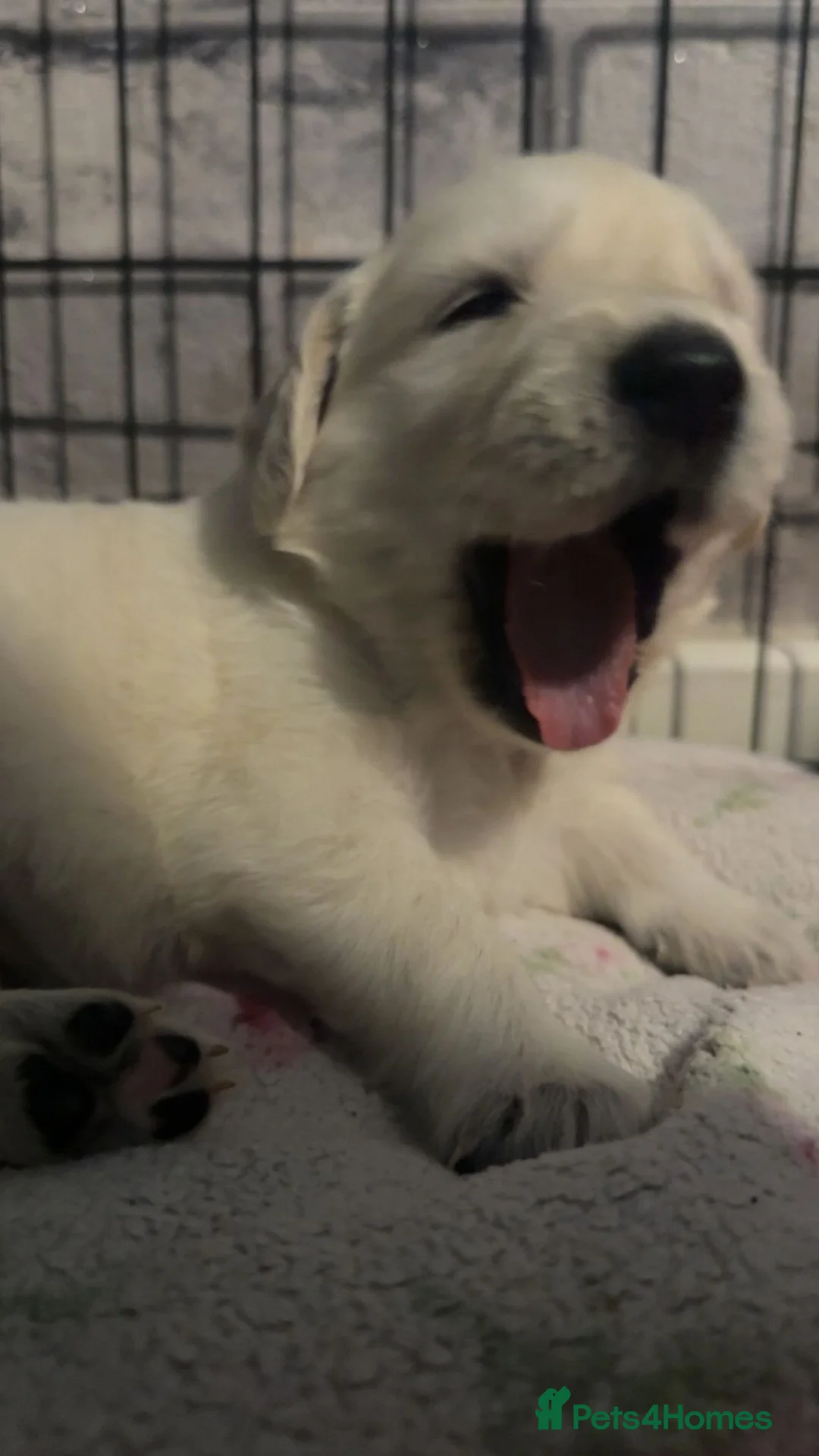 Golden Retriever dogs for sale: Full pedigree golden retriever puppies  - Advert 12