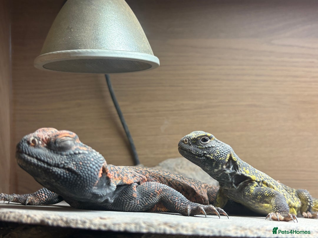 Lizard reptiles for sale: Morrocan uromastyx (non breeding pair) - Advert 2