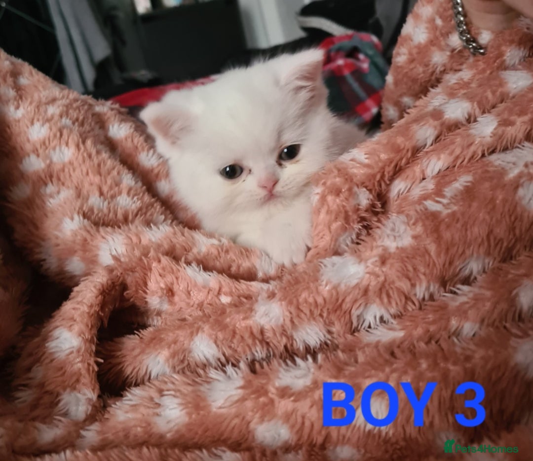 Persian cats for sale: Beautiful Persian X BSH Kittens  - Image 28