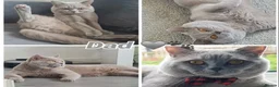 British Shorthair cats for sale: Beautiful silver tabbies - Advert 2