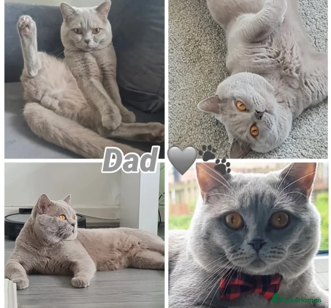 British Shorthair cats for sale: Beautiful silver tabbies - Advert 2