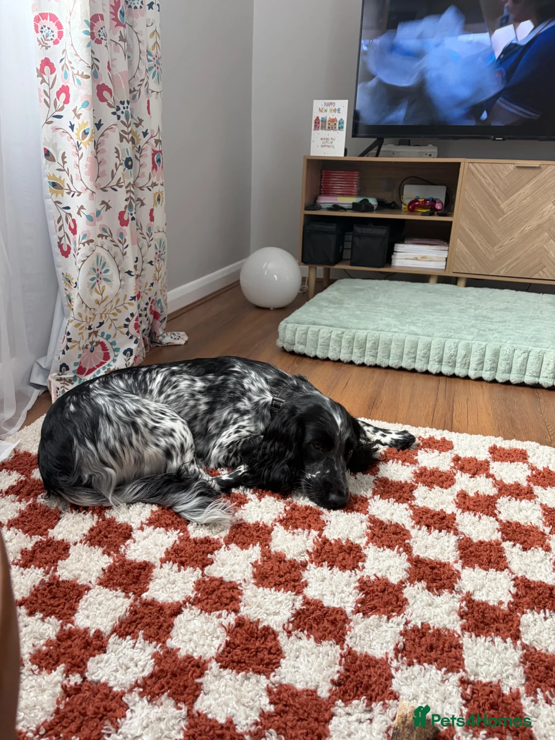 Sprocker dogs for sale: 22 month old female sprocker spaniel in Ipswich - Advert 1