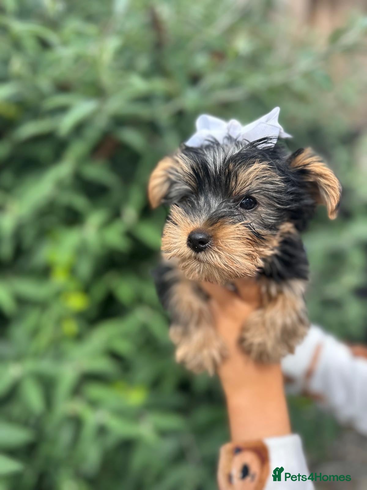 Yorkshire Terrier dogs for sale: Beautiful Yorkshire terrier puppy’s ready now - Advert 18