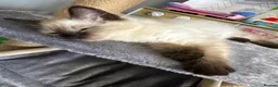 Ragdoll cats for sale: Ragdoll Kitten - Advert 8