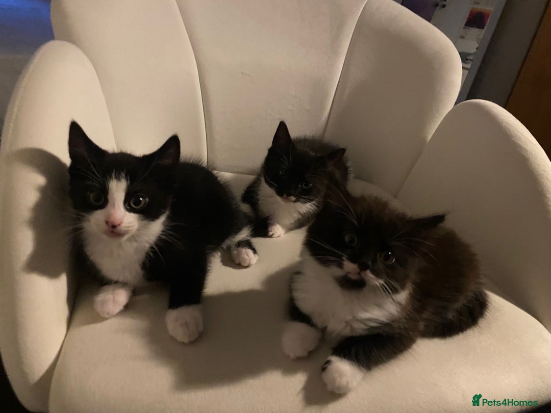American Shorthair cats for sale: 3 kittens for sale  - Image 1