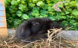 Mini Lop rabbits for sale: Gorgeous Pure Bred Mini Lops - Image 9