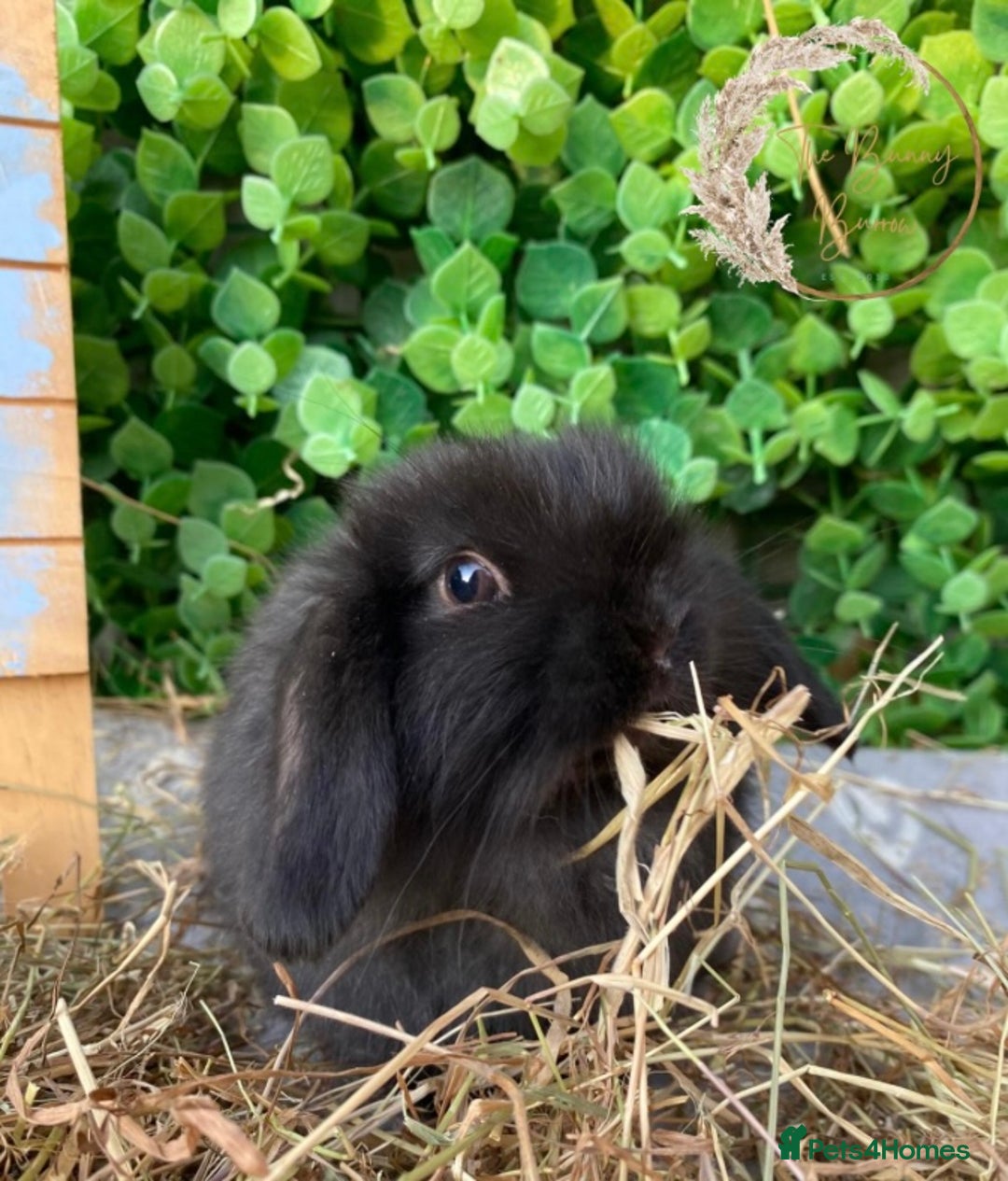 Mini Lop rabbits for sale: Gorgeous Pure Bred Mini Lops - Image 9