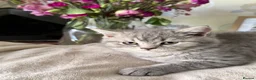 British Shorthair cats for sale: Male British short hair kitten - Advert 11
