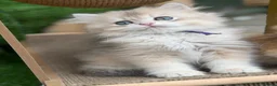 British Shorthair cats for sale: British Sh/Longhair golden kittens GCCF  - Advert 11