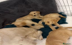 Golden Retriever dogs for sale: Goldren retriever puppies  - Image 11