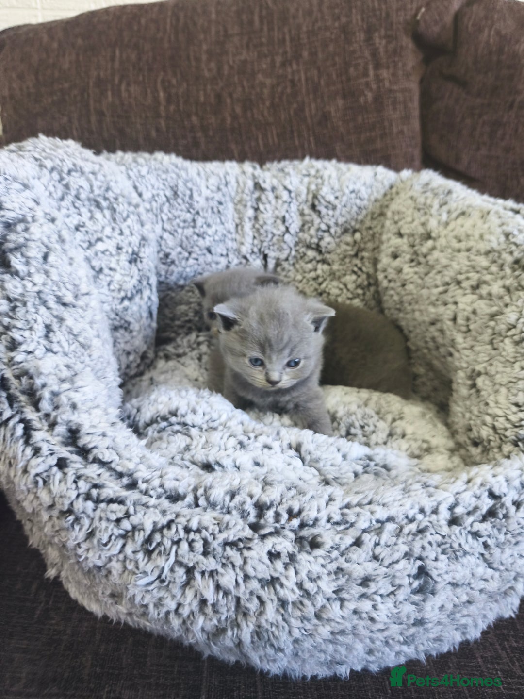 British Shorthair cats for sale: British short hair kittens - Advert 2
