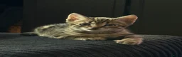 Bengal cats for sale: 1/2 bengal kittens available in London - Advert 4