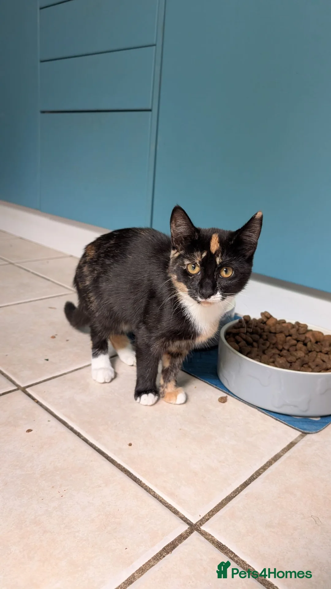 British Shorthair cats for sale: Tricolor female kitten for sale  - Advert 7