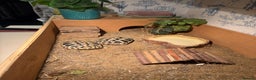 Hermann Tortoise reptiles for sale: 2 Herman Tortoises for sale  - Advert 14
