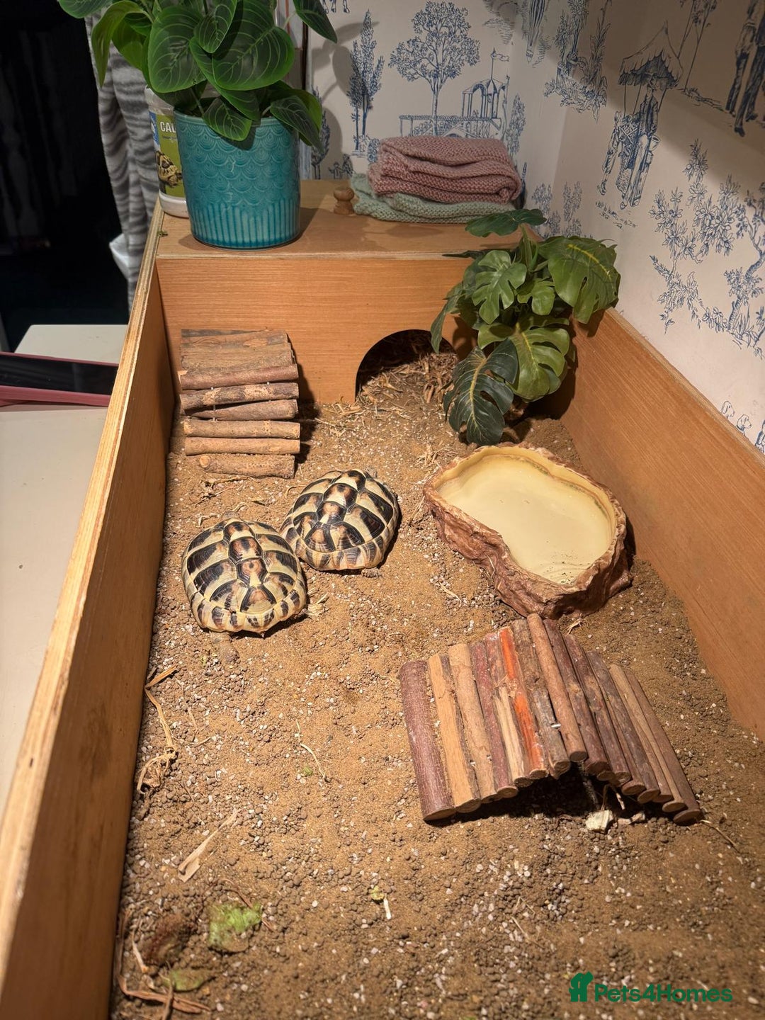Hermann Tortoise reptiles for sale: 2 Herman Tortoises for sale  - Advert 14