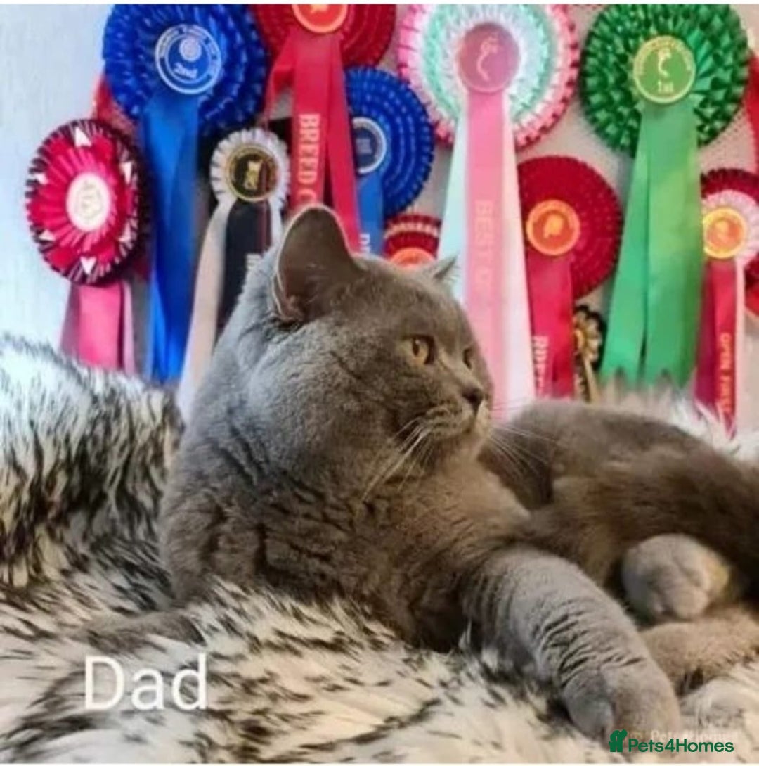 British Shorthair cats for sale: Beautiful Kittens looking forever home 😍😸 - Image 18