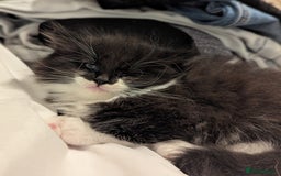 Maine Coon cats for sale: Maine Coon x Ragdoll kittens - Advert 6