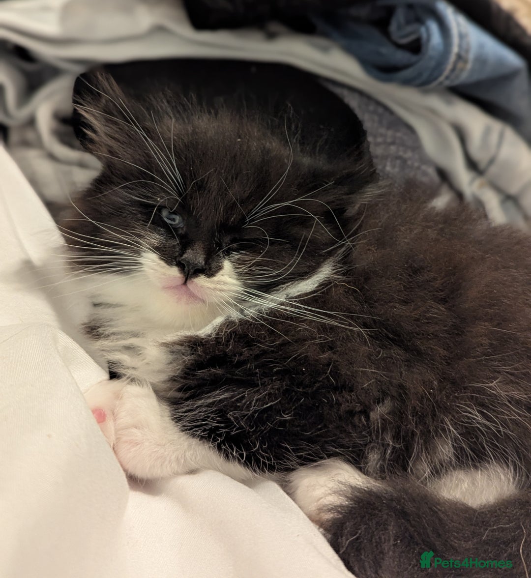 Maine Coon cats for sale: Maine Coon x Ragdoll kittens - Advert 6