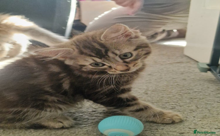 Maine Coon cats - Advert 6