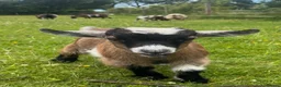 Goats livestock for sale: Pygmy goat kids available (pairs only )  - Advert 5