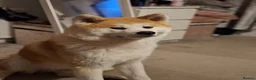Akita dogs for stud: Akita inu  in Barry - Advert 5