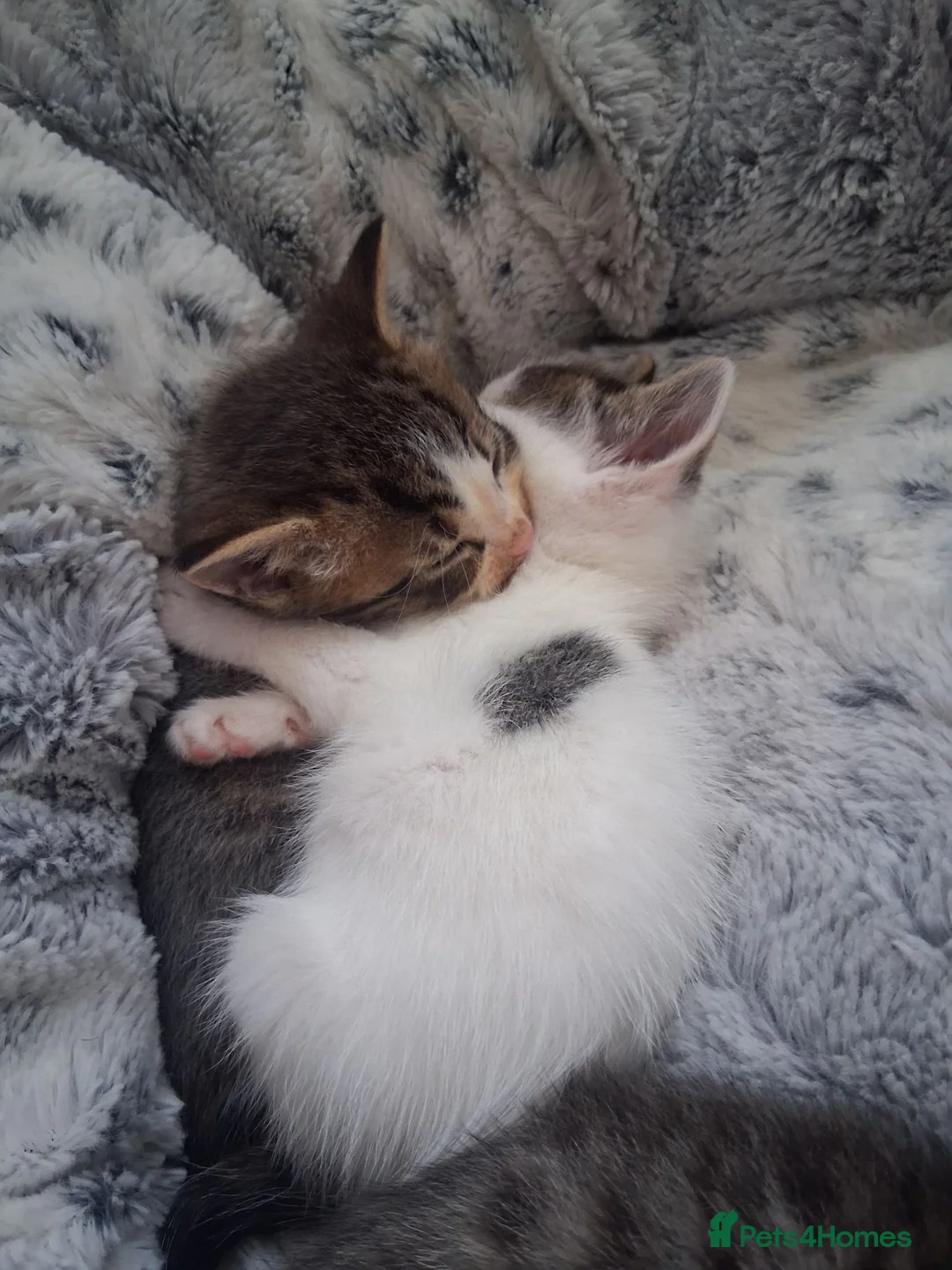 Mixed Breed cats for sale: 6 Gorgeous kittens - Advert 17