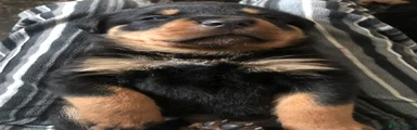 Rottweiler 1