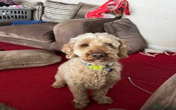 Cockapoo dogs for sale: Oscar the Cockapoo - Image 2