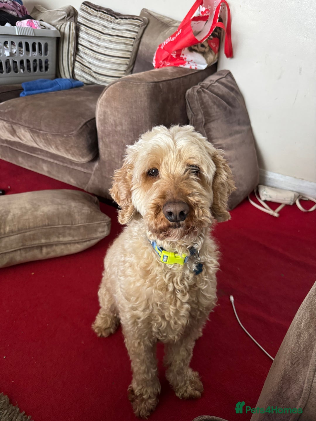 Cockapoo dogs for sale: Oscar the Cockapoo - Image 2