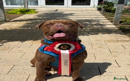 Mastiff dogs for stud: Cane corso X mastiff for stud - Image 2
