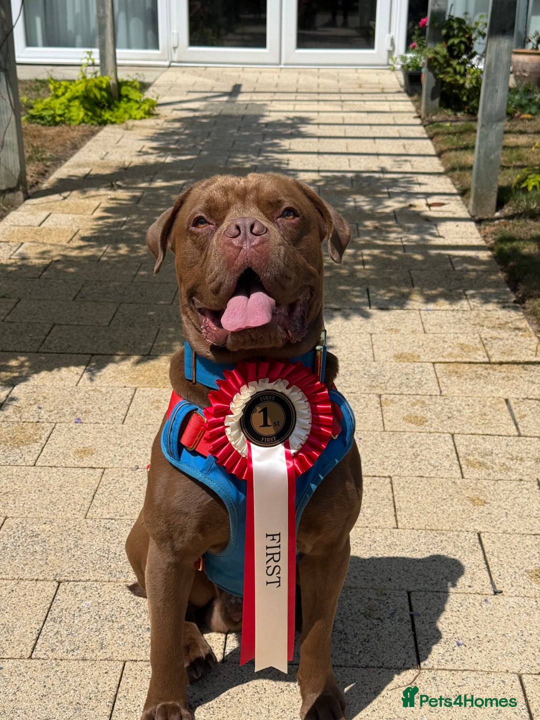 Mastiff dogs for stud: Cane corso X mastiff for stud - Image 2