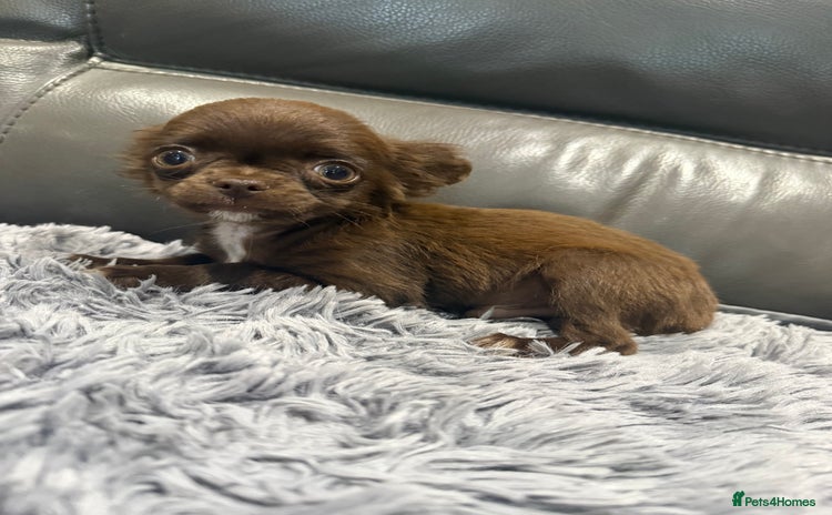 Chihuahua dogs in Airdrie - Advert 3